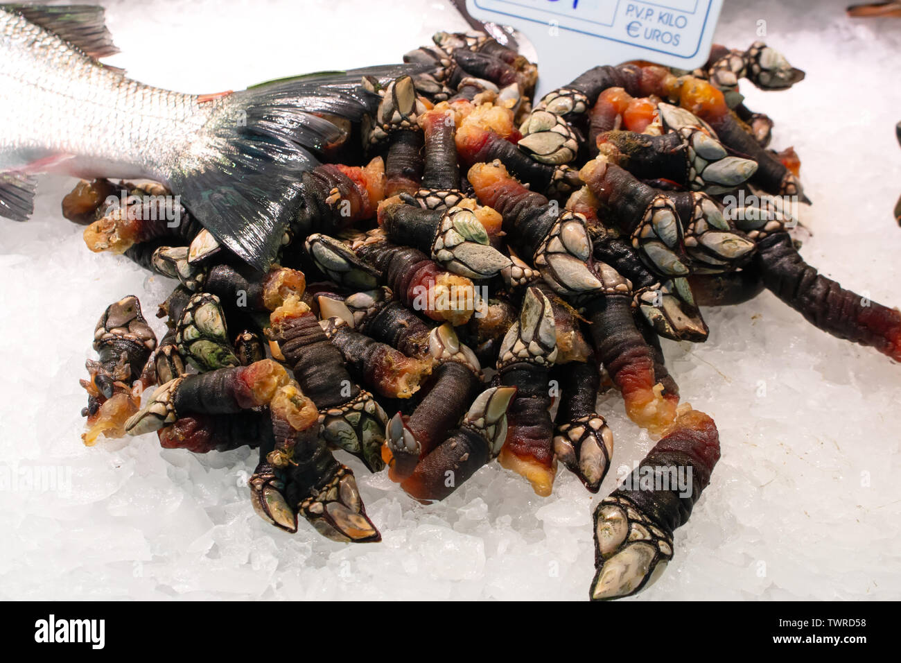 Un mucchio di freschi e saporiti oca crudo cirripedi dalla Galizia su ghiaccio venduto sul mercato del pesce. Nome spagnolo galiziano percebres. Foto Stock