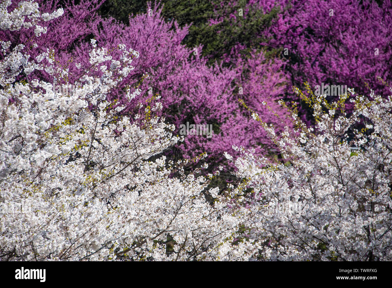 Bella bianca e fiori viola lo scoppio con i colori della primavera vicino ad Atlanta, Georgia, Stati Uniti d'America. Foto Stock