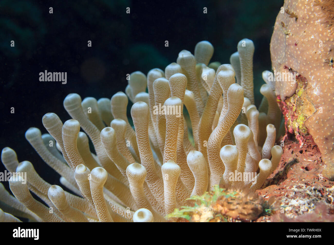 Anemone gigante (Condylactis gigantea) nel mar dei Caraibi circa Bonaire, Antille sottovento. Foto V.D. Foto Stock