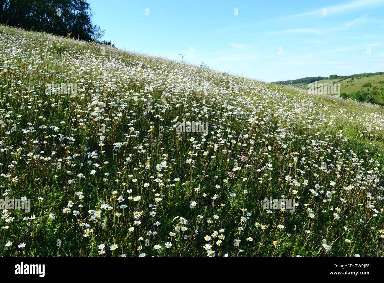 Oxeye margherite sul pendio di una collina nel North Downs, Kent, Inghilterra. A molla di Austin, Romney Street, vicino a Shoreham nella valle Darent verso la fine di giugno. Foto Stock