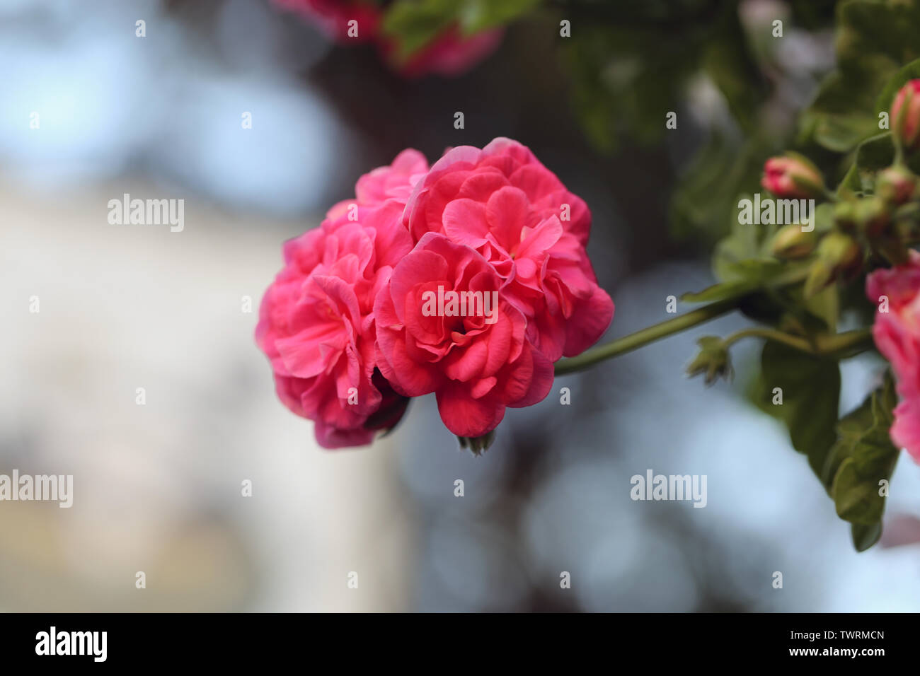 Bella rosa luminoso fiori che palla shapred. In questa foto è possibile vedere anche alcune foglie e steli del fiore. Lo sfondo è molto morbido. Foto Stock
