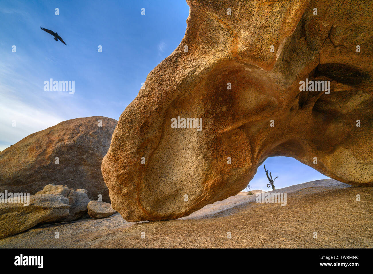 Formazione di roccia e raven nel deserto Cataviña campo di boulder, Baja California, Messico. Foto Stock