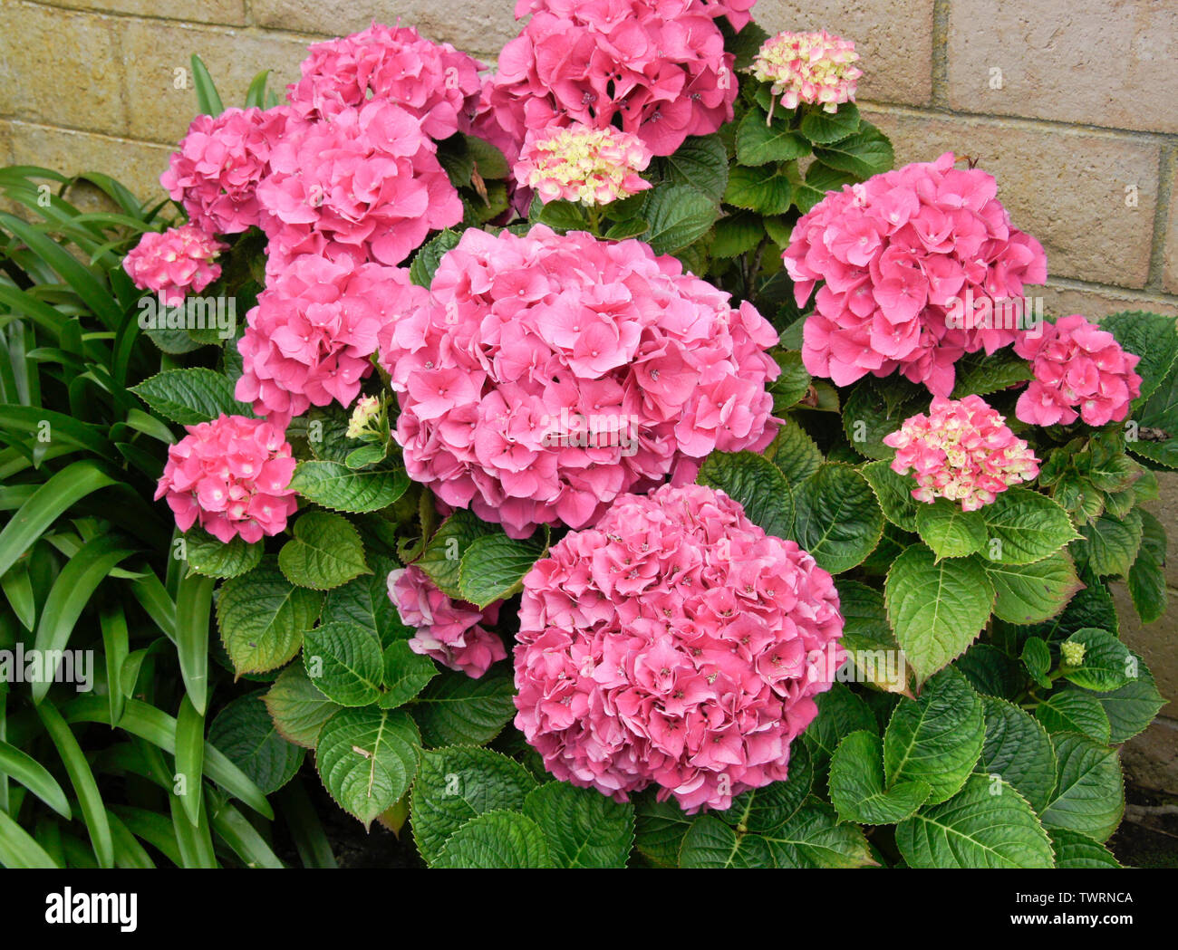 Pink hydrangea bush in fiore Foto Stock