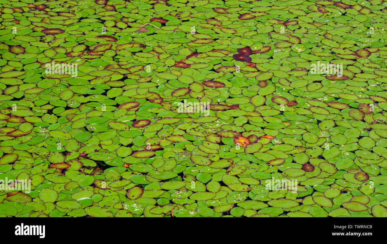 Pond lilies on Cleawox lago a Honeyman parco dello stato sulla costa dell'Oregon. Foto Stock