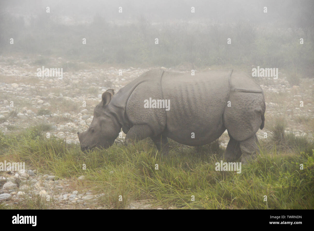 Asiatico-cornuto vitello di rinoceronte su mattinata nebbiosa a Chitwan il parco nazionale, il Nepal Foto Stock