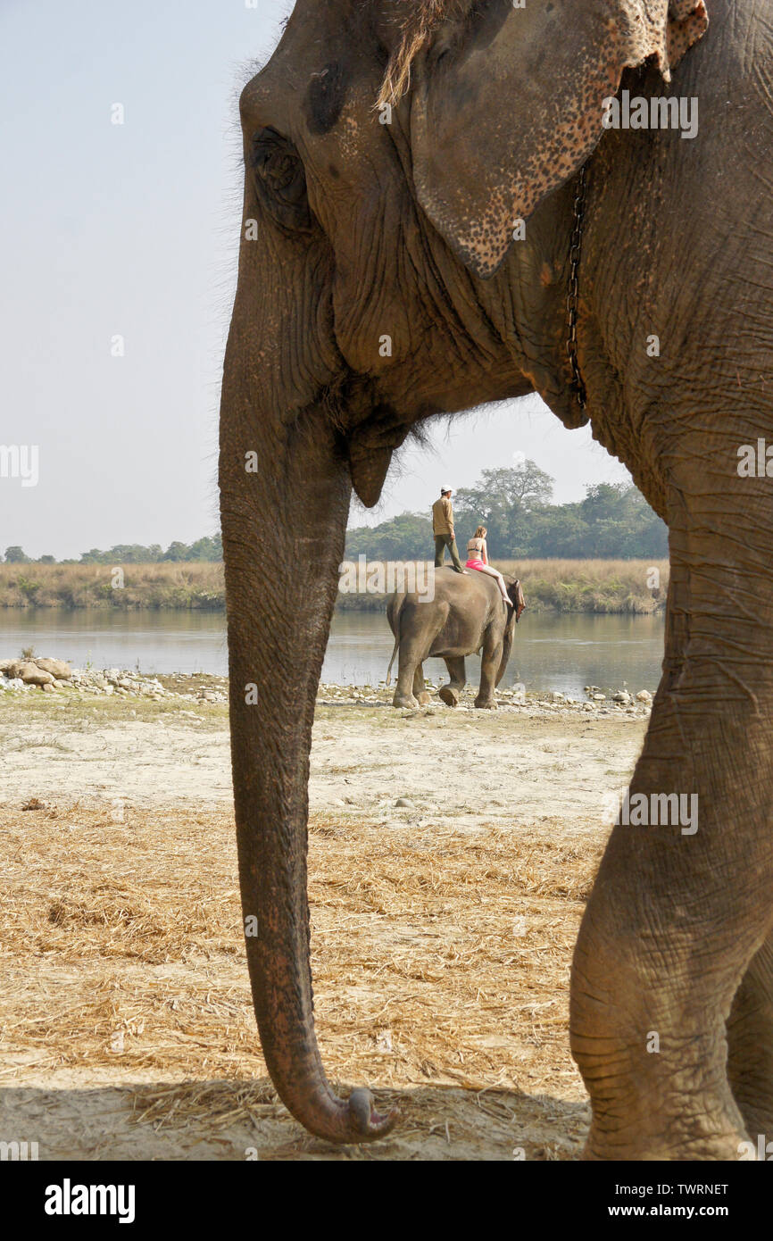 Elefante asiatico di framing e turistiche mahout sulla seconda elephant andando al fiume Rapti, Chitwan il parco nazionale, il Nepal Foto Stock