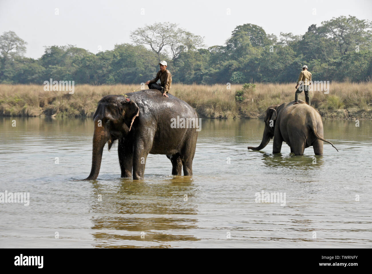 Mahouts su addomesticati elefanti asiatici di bere nel fiume Rapti, Chitwan il parco nazionale, il Nepal Foto Stock