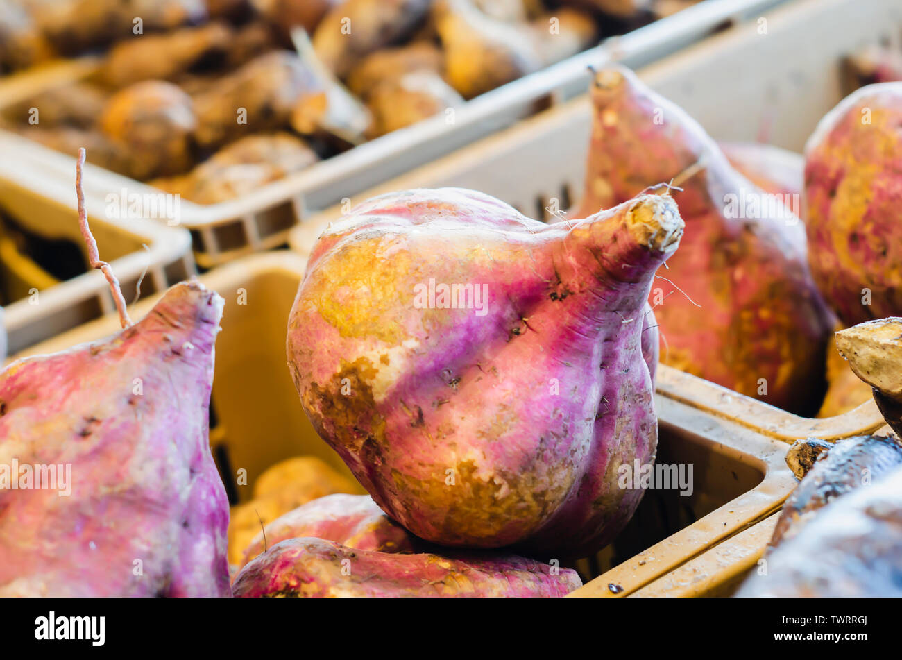 Ipomoea batatas, comunemente chiamato patata dolce, patata dolce o patata dolce, patata dolce di cahuhtli, moniato o patata dolce, è una pianta della fami Foto Stock
