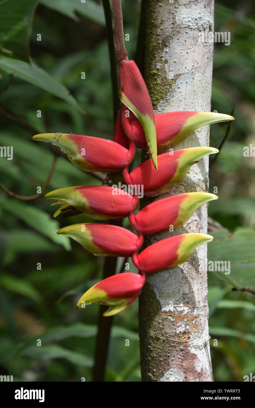 Heliconia piante in una foresta tropicale nella regione di Chanchamayo del Perù Foto Stock