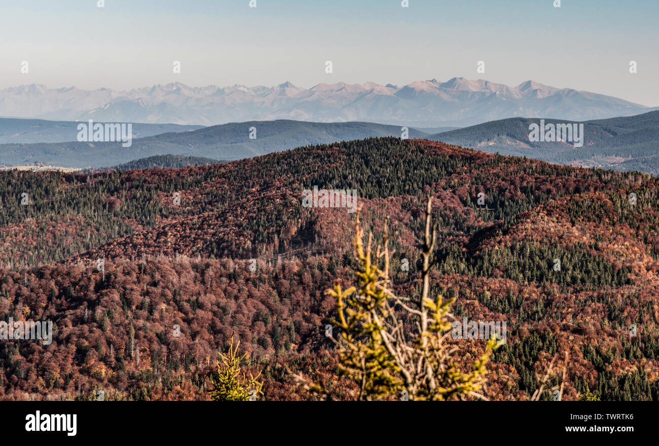 Vette dei monti Tatra con inferiore più vicina colline coperte da foresta colorati da Velka Raca hill in autunno Kysucke Beskydy montagne su slovacco-pol Foto Stock