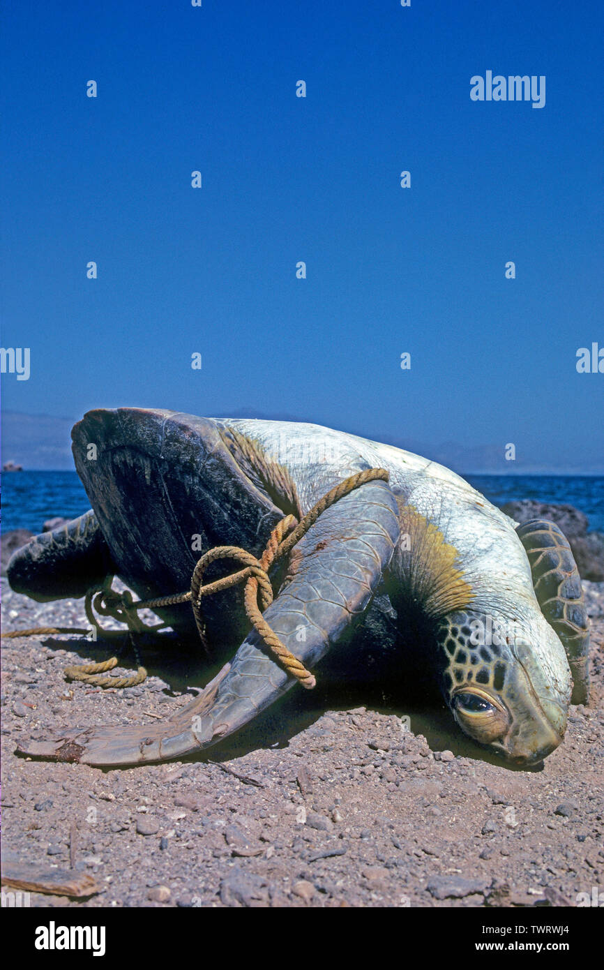 Dead tartaruga embricata (Eretmochelys imbricata) si è incagliata a beach, soffocato in una estremità della corda, Bali, Indonesia Foto Stock