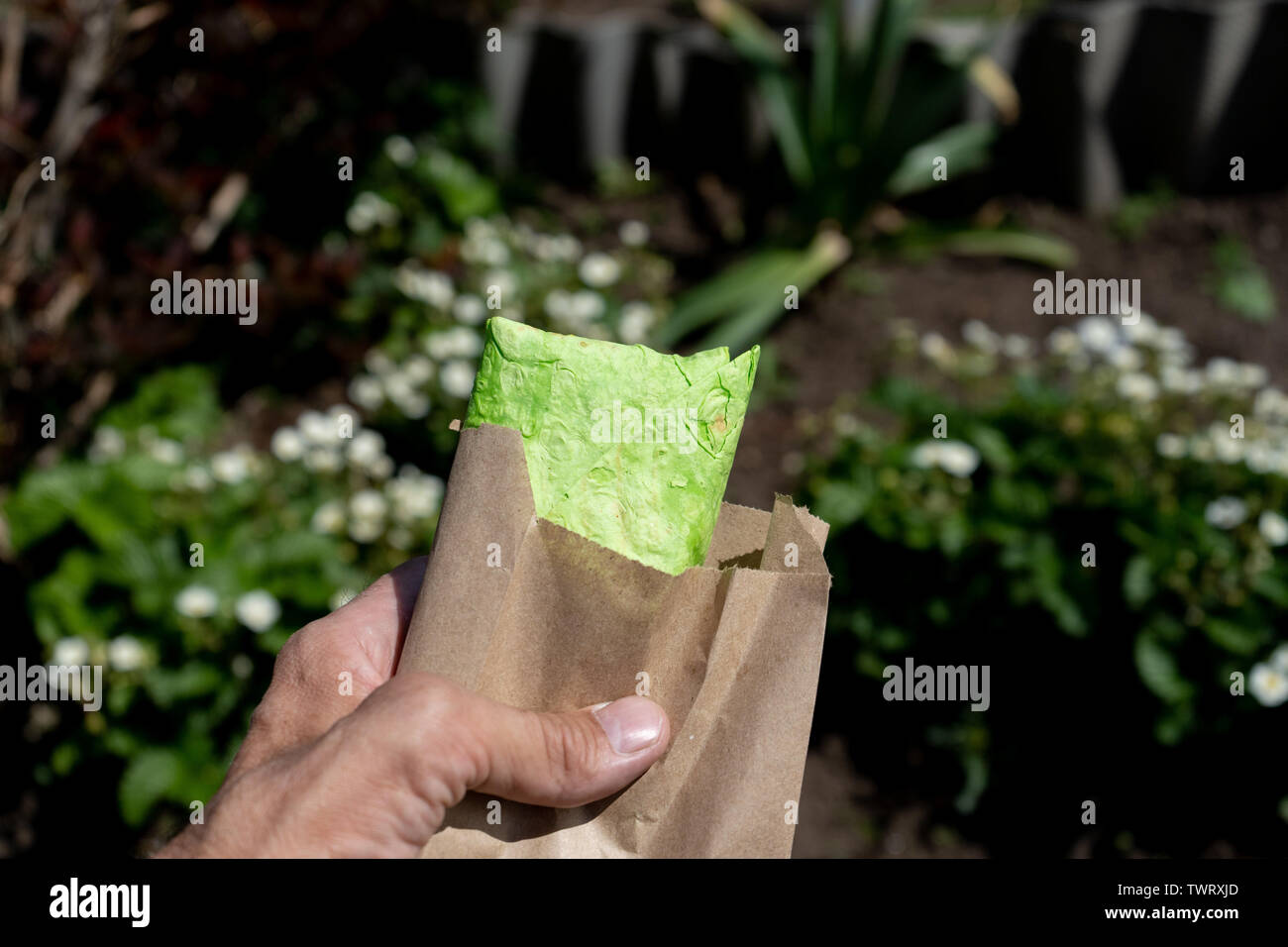 Green pane pita, shaurma, shaverma, Kebab Döner, shawarma in mano maschio closeup Foto Stock