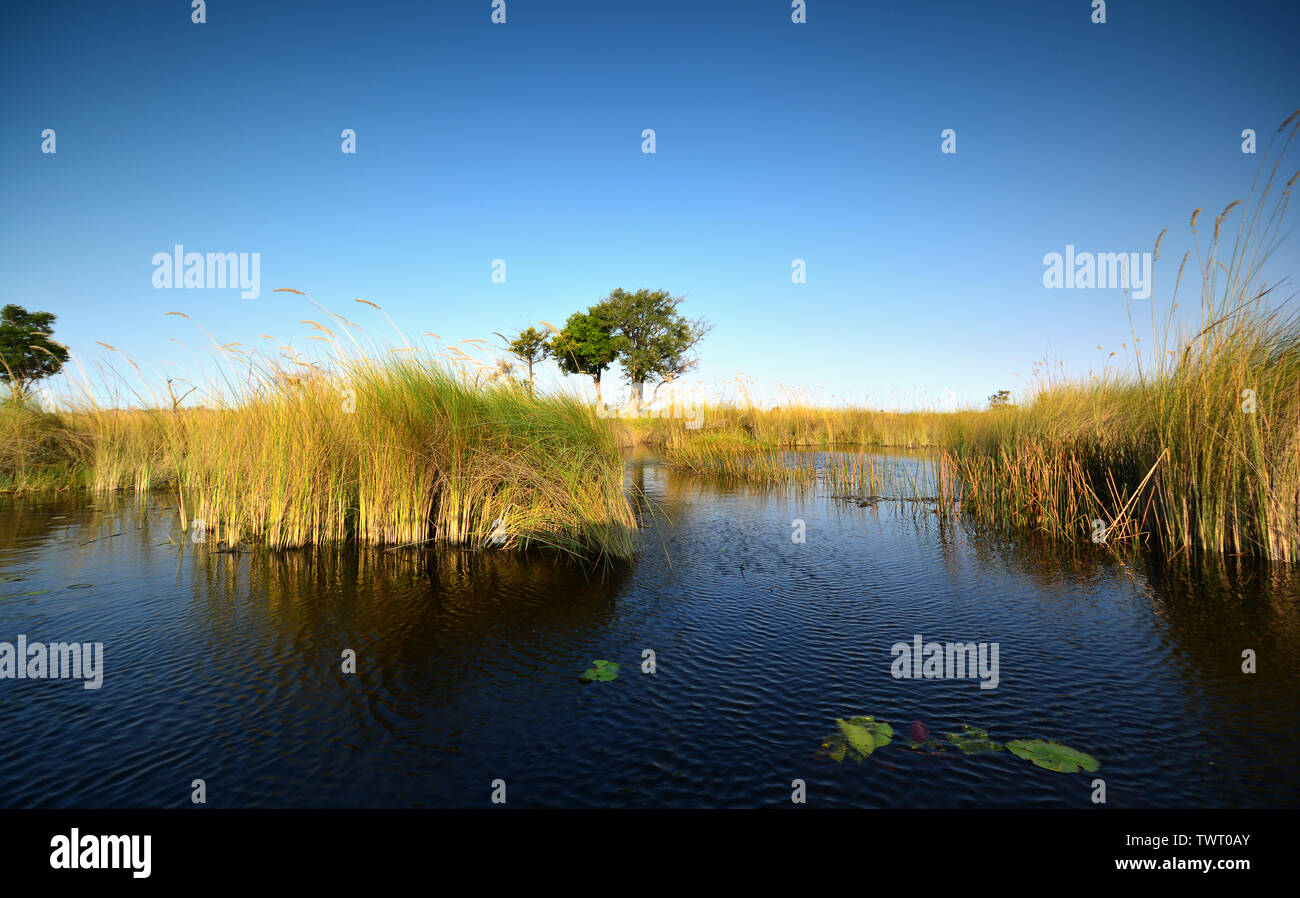 Moremi paesaggio inondato con canali. Moremi Game Reserve, Okavango Delta, Botswana Foto Stock