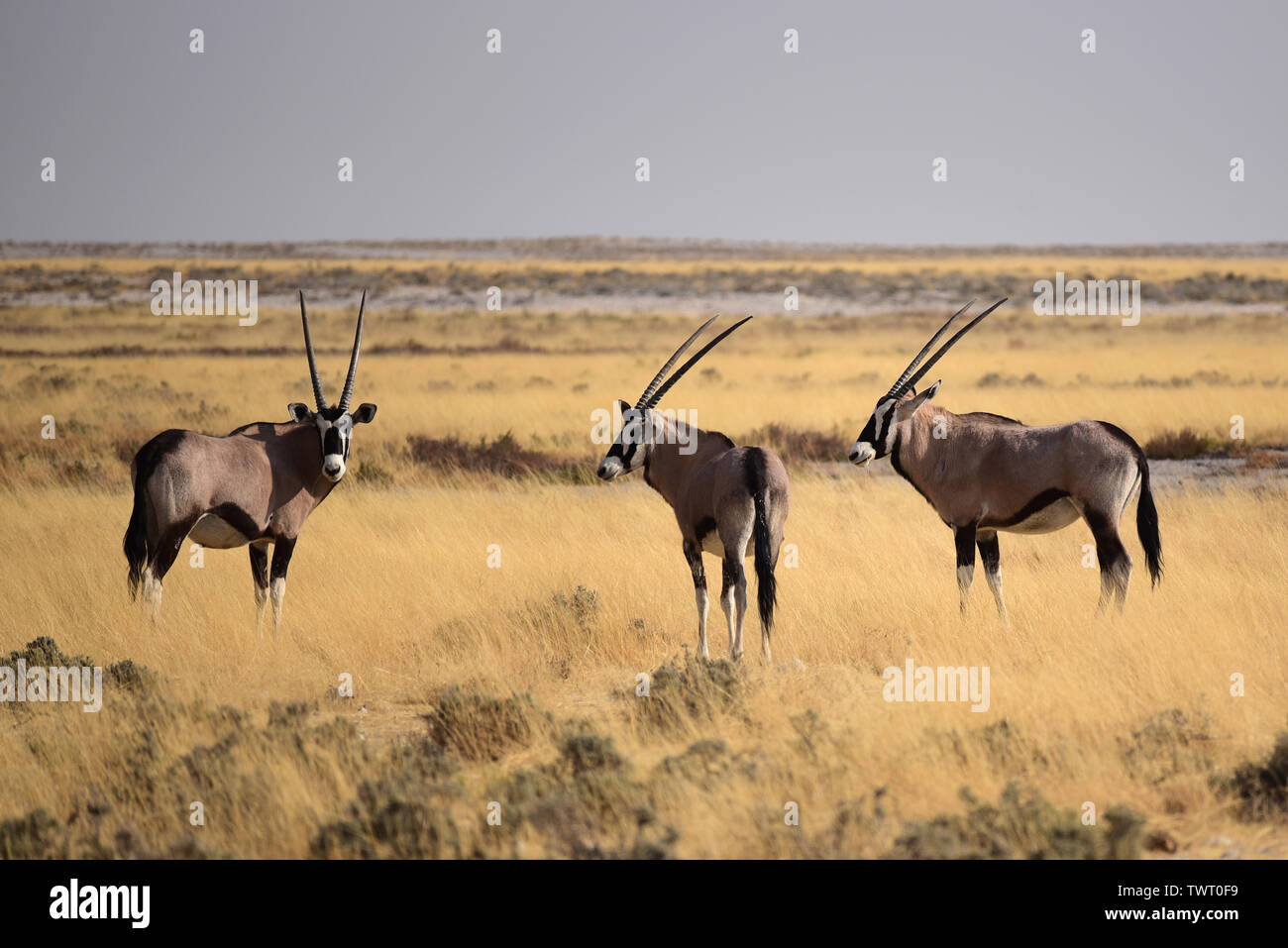 Le antilopi Gemsbok (Oryx gazella) nel Parco Nazionale di Etosha. Namibia Foto Stock