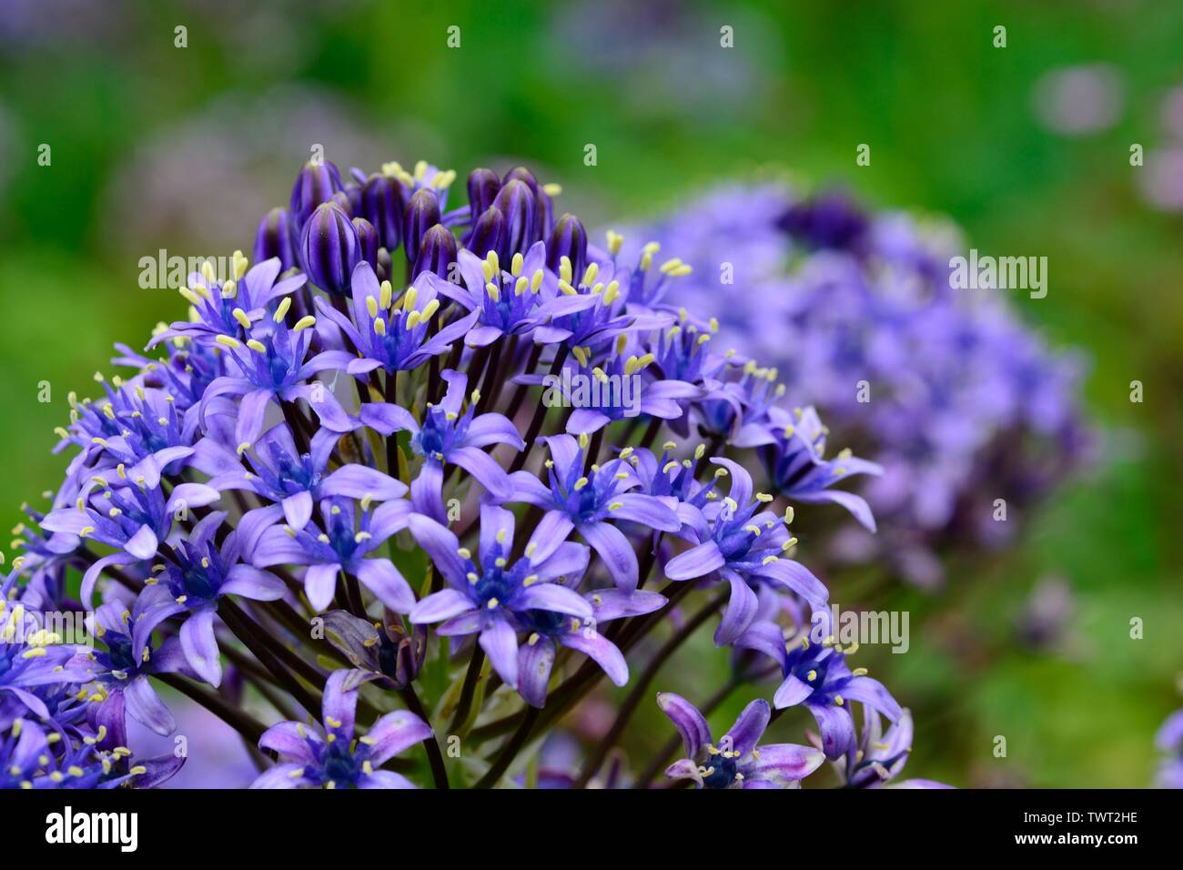 Close up di un portoghese squill (Scilla peruviana) fiore in fiore Foto Stock