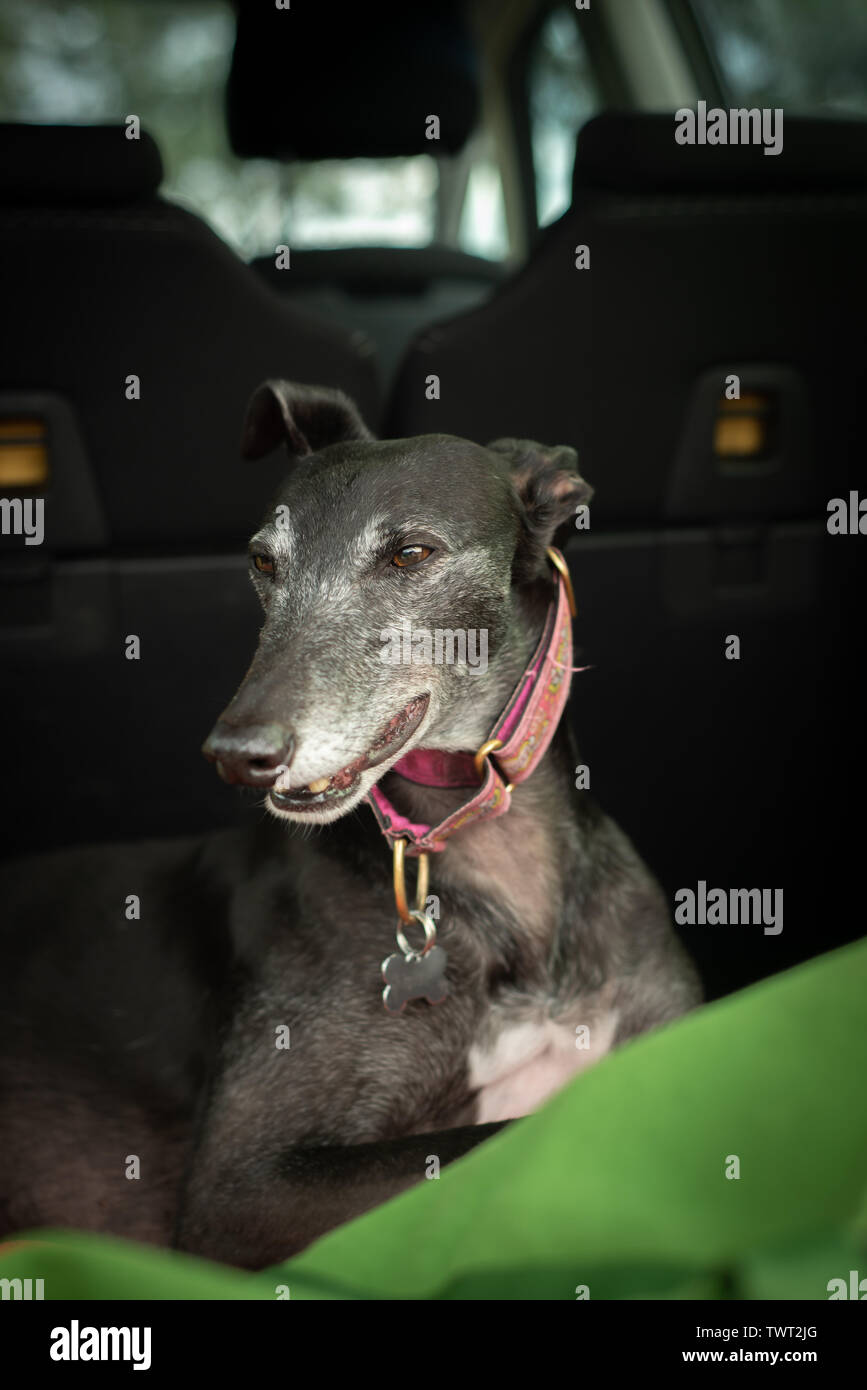 Felice adottato Greyhound durante un viaggio in automobile Foto Stock