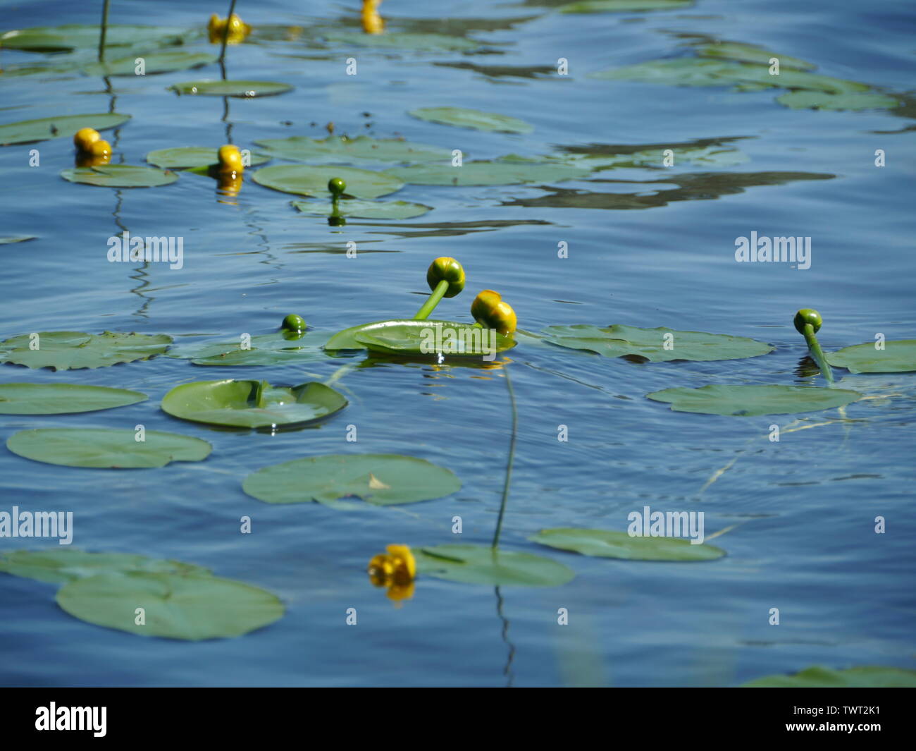 Fiori giallo acqua giglio fiori su acqua blu, nuphar lutea Foto Stock