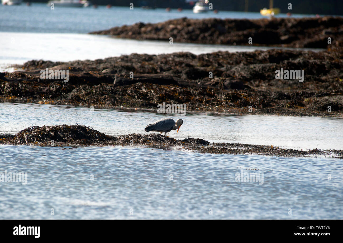 Heron uccello sulla Cappella Beach, Port St Mary, Isola di Man e Isole britanniche Foto Stock