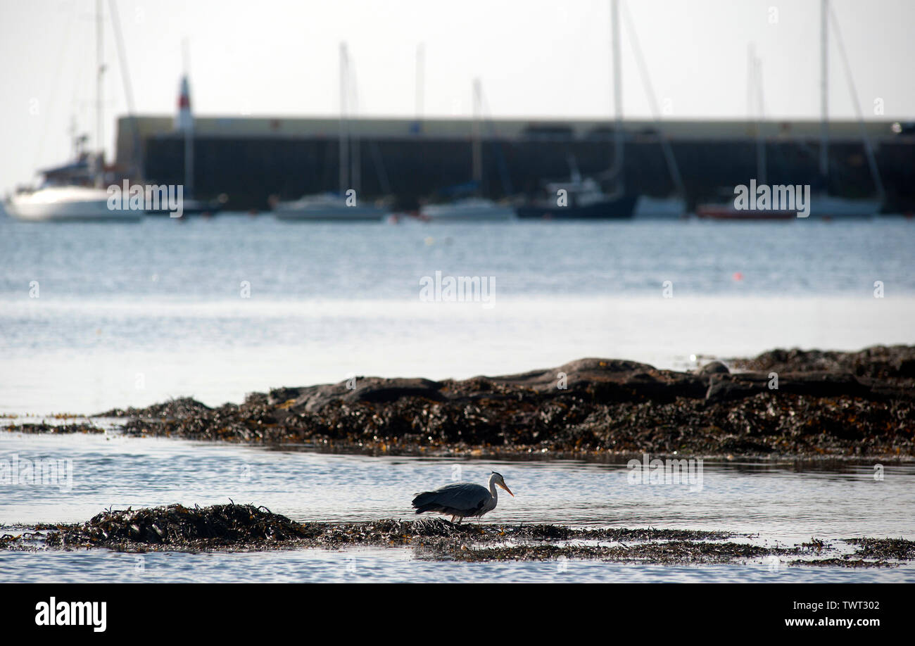 Heron uccello sulla Cappella Beach, Port St Mary, Isola di Man e Isole britanniche Foto Stock