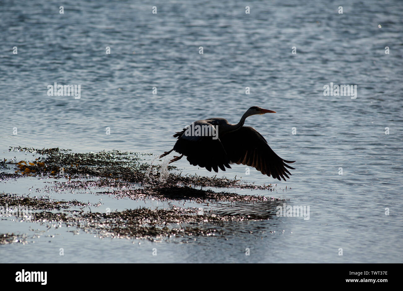 Heron uccello sulla Cappella Beach, Port St Mary, Isola di Man e Isole britanniche Foto Stock