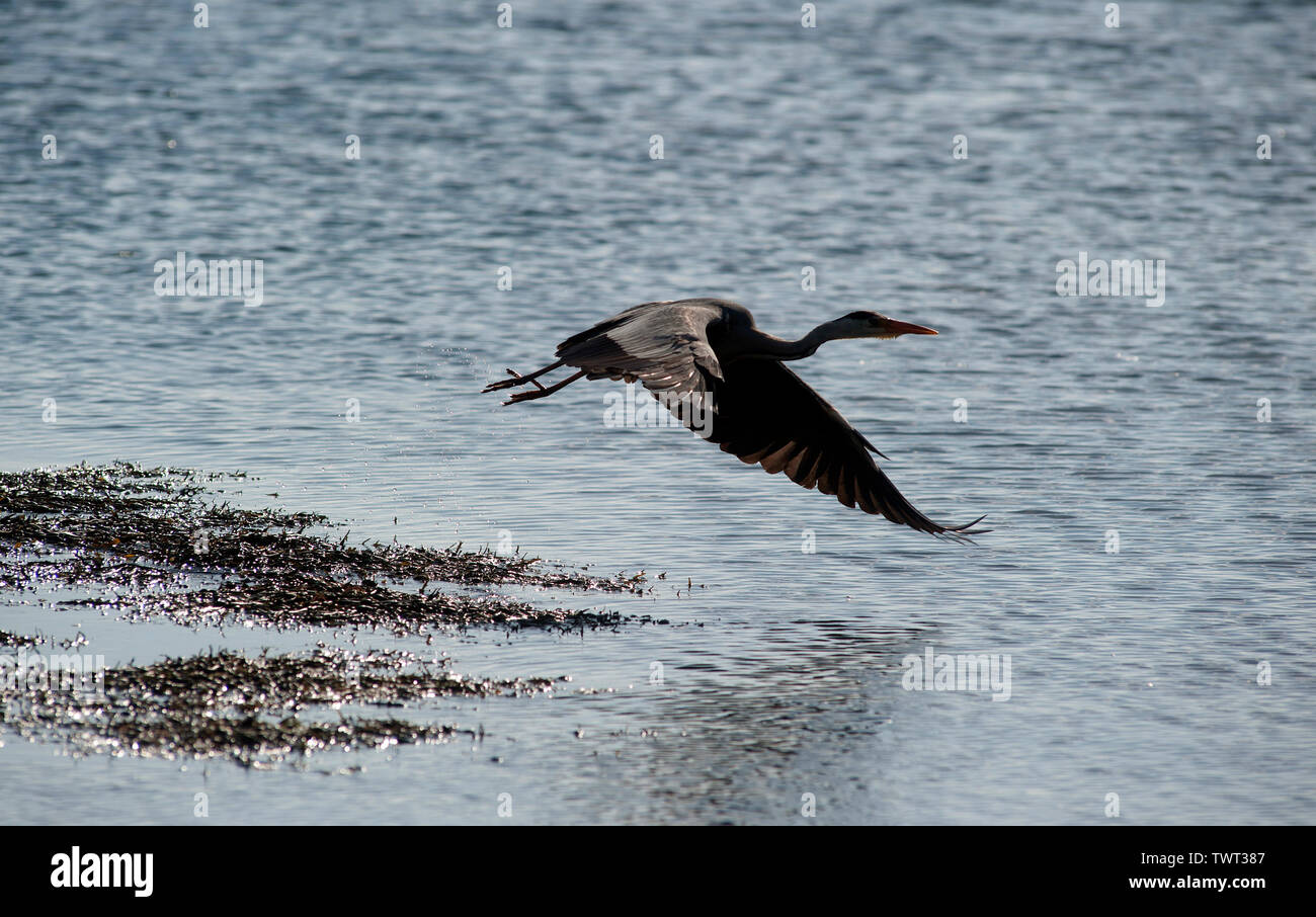 Heron uccello sulla Cappella Beach, Port St Mary, Isola di Man e Isole britanniche Foto Stock