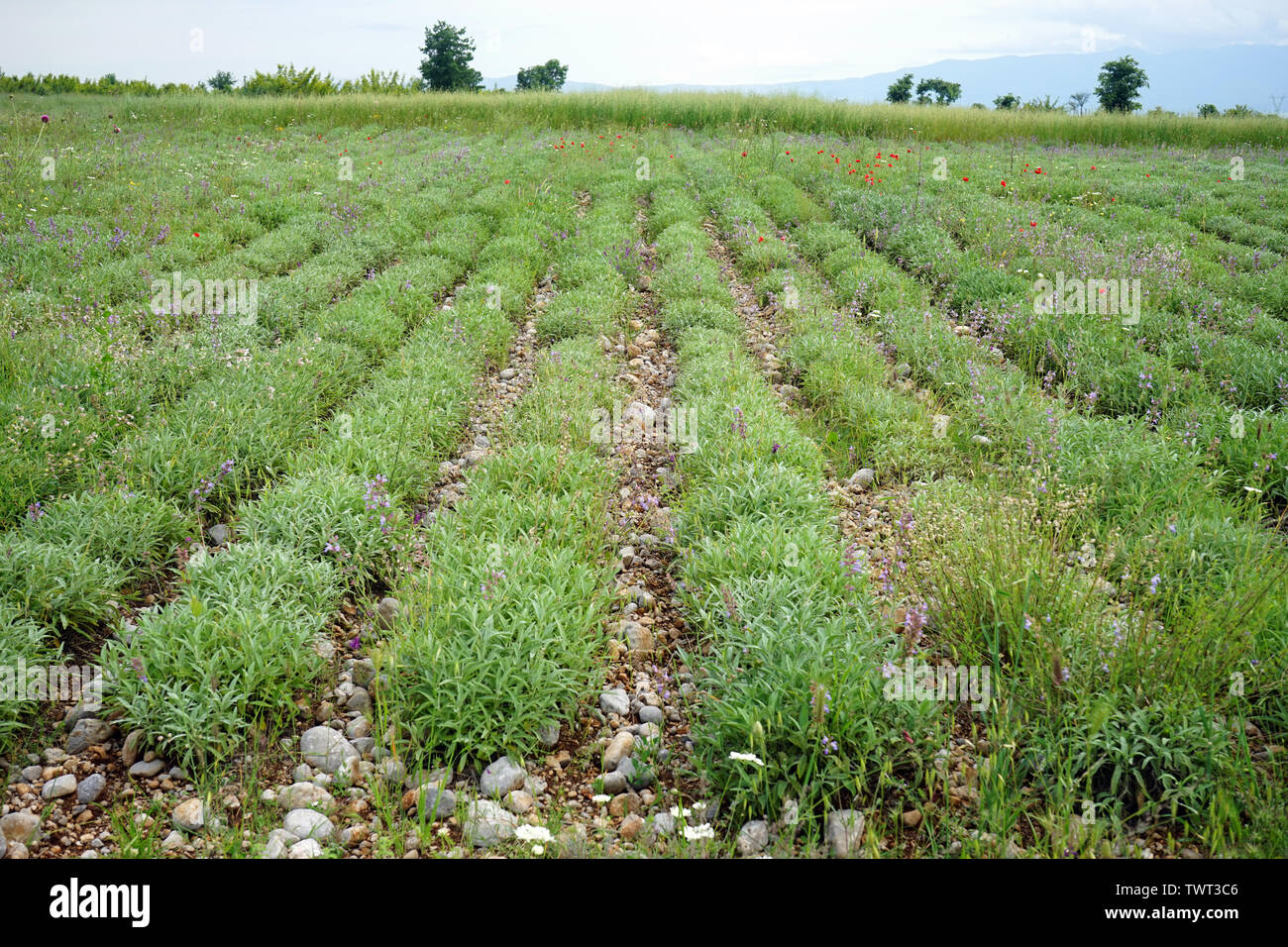 Righe di erbe sul campo di fattoria in Albania Foto Stock
