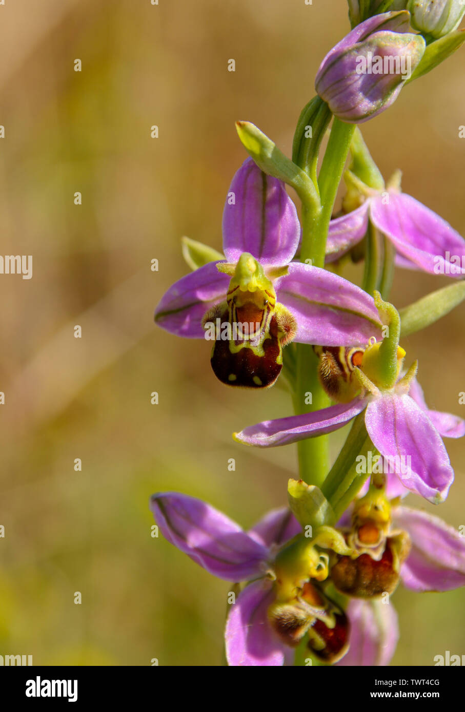 Close up di un ape (orchidee Ophrys apifera) cresce a Cardiff Bay Riserva Naturale, Wales, Regno Unito Foto Stock