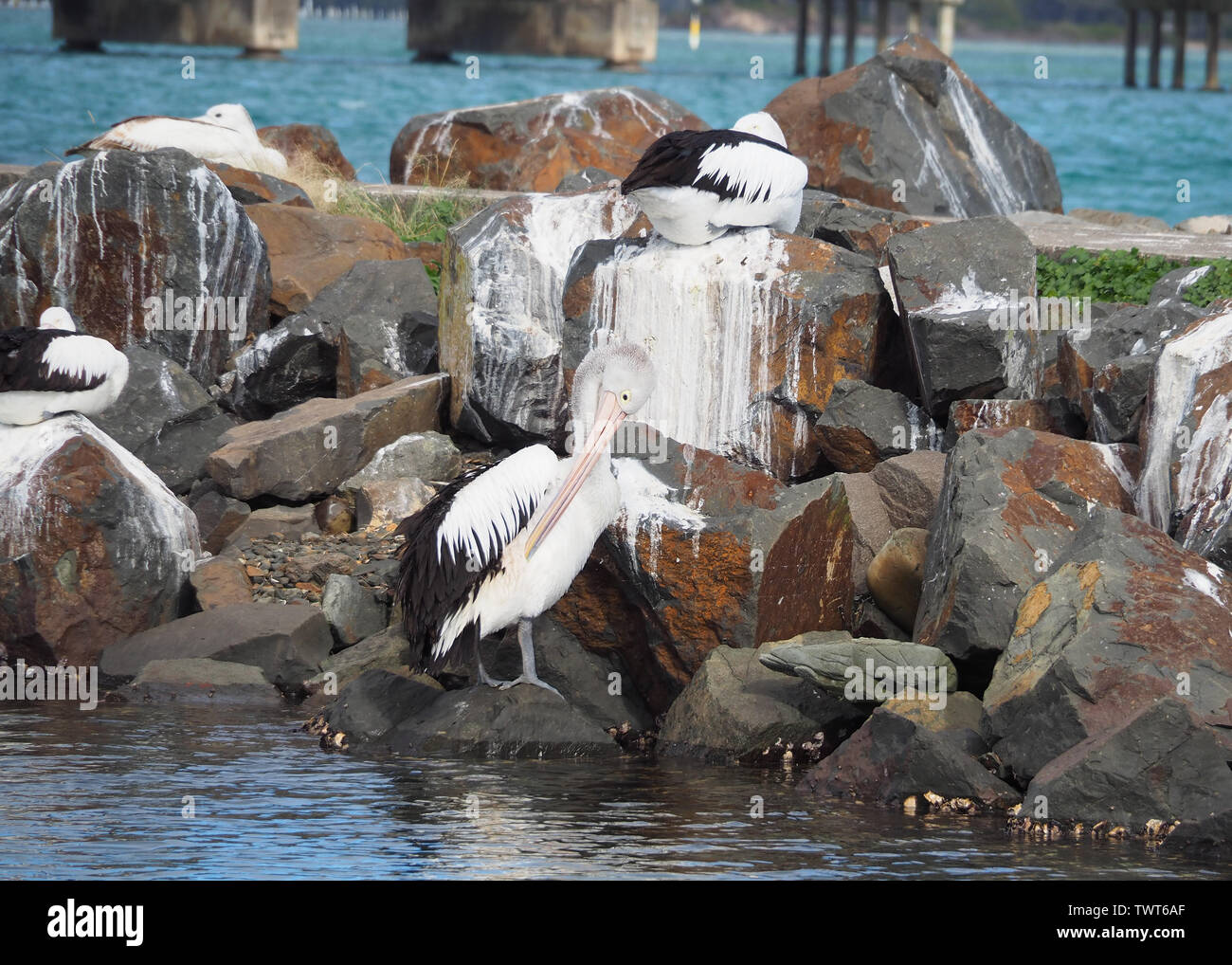 Pellicani sulle rocce vicino al ponte sul lago Wallis, città gemelle Forster Tuncurry NSW Australia Foto Stock