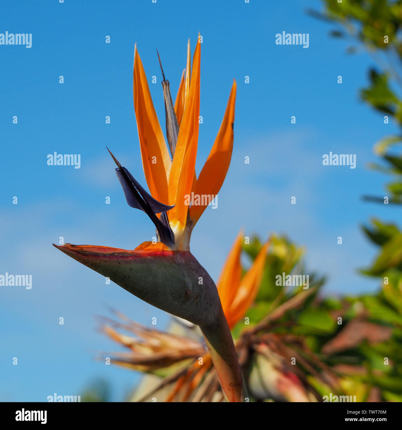 La splendida Strelitzia - uccello del Paradiso Fiore in un Giardino Australiano, sullo sfondo di un cielo blu Foto Stock