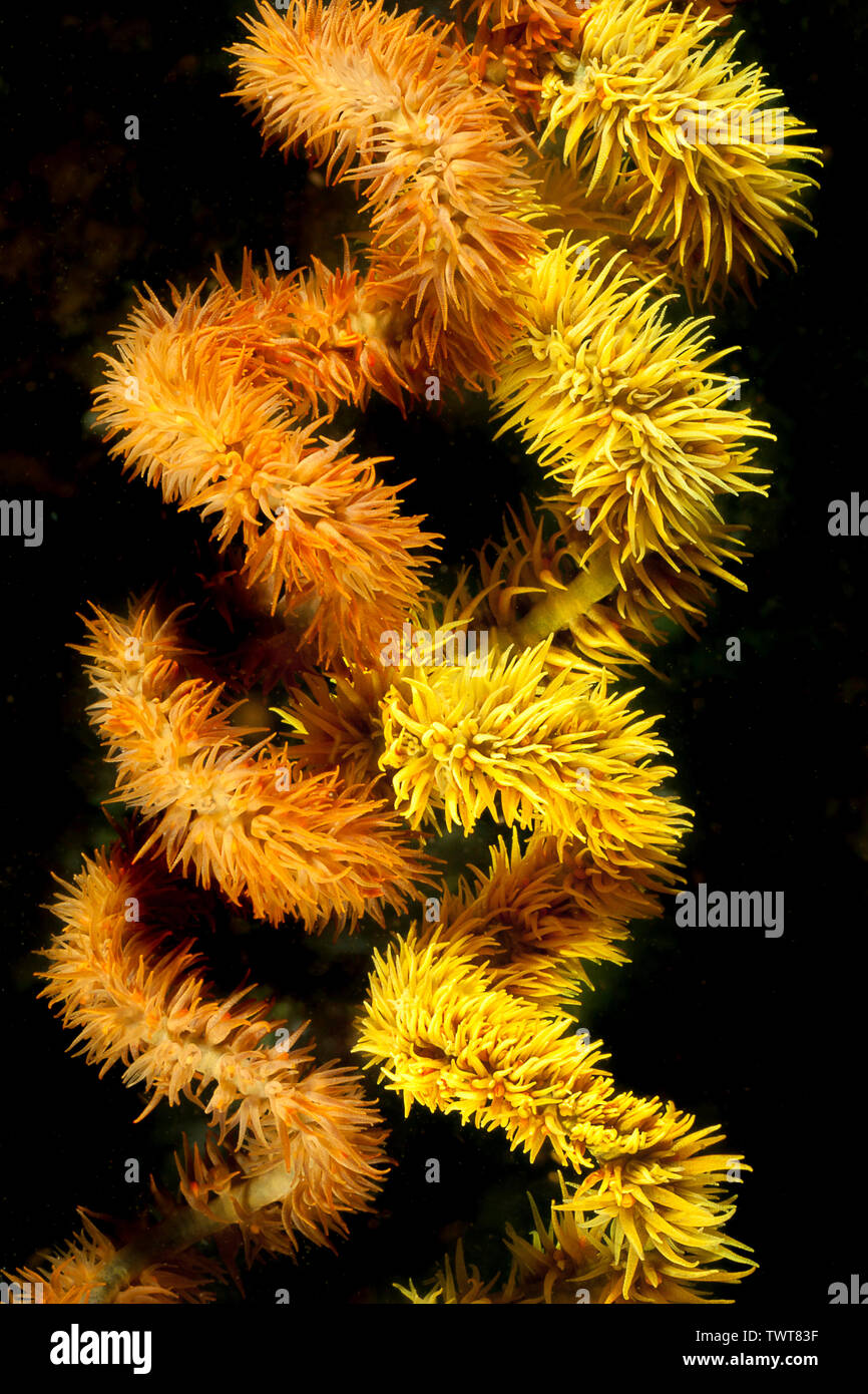 Questi due fili a spirale le colonie di corallo, Cirrhipathes spiralis, sono cresciuti accanto a ogni altro su un reef nella zona di Komodo dell Indonesia. Foto Stock