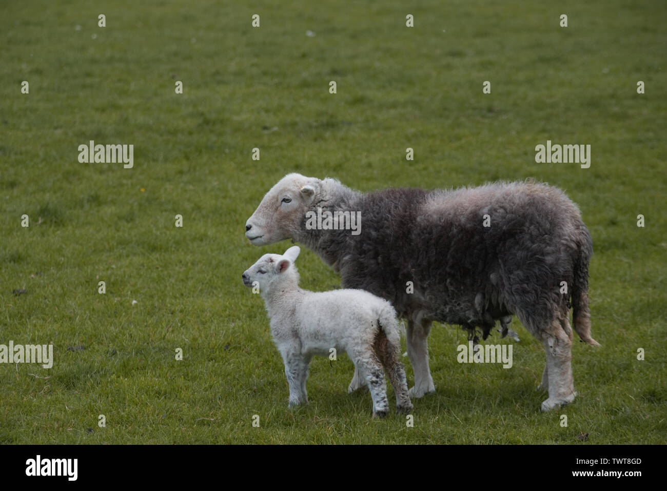 Lake District Herdwick ovini Ovis aries Foto Stock