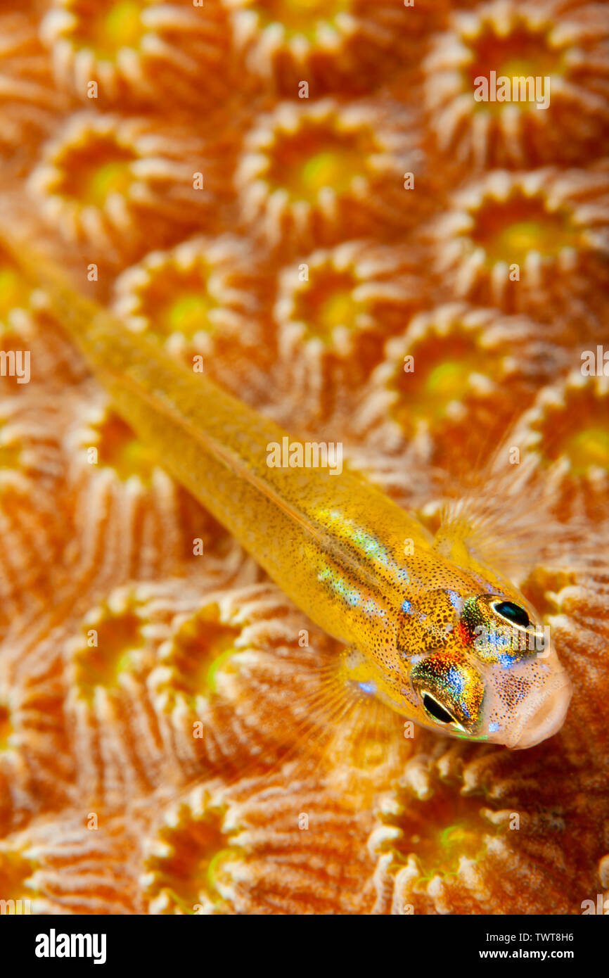 Uno sguardo più da vicino a un menta piperita ghiozzo, Coryphopterus lipernes, su hard coral polipi, Bonaire, Antille olandesi, dei Caraibi. Foto Stock