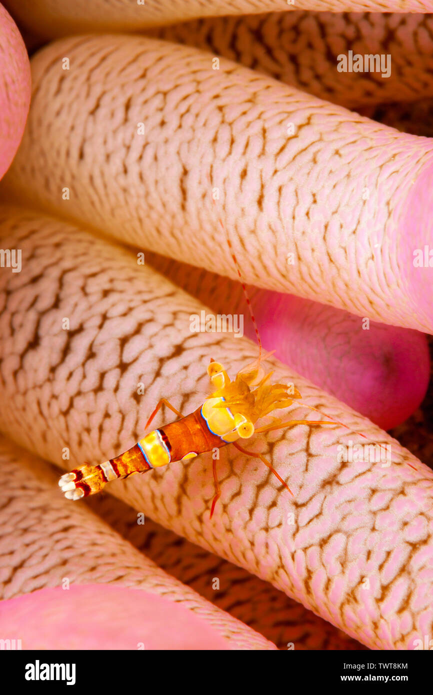 Uno squat Anemoni Gamberetto, Thor amboinensis, su un gigante anemone, Condylactis gigantean, Bonaire, Antille Olandesi, dei Caraibi. Foto Stock