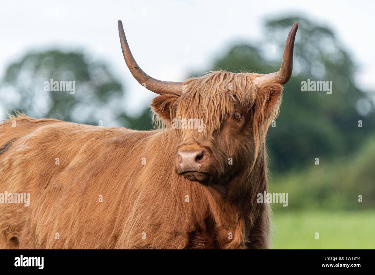 Un vicino la foto di una mucca Highland Foto Stock
