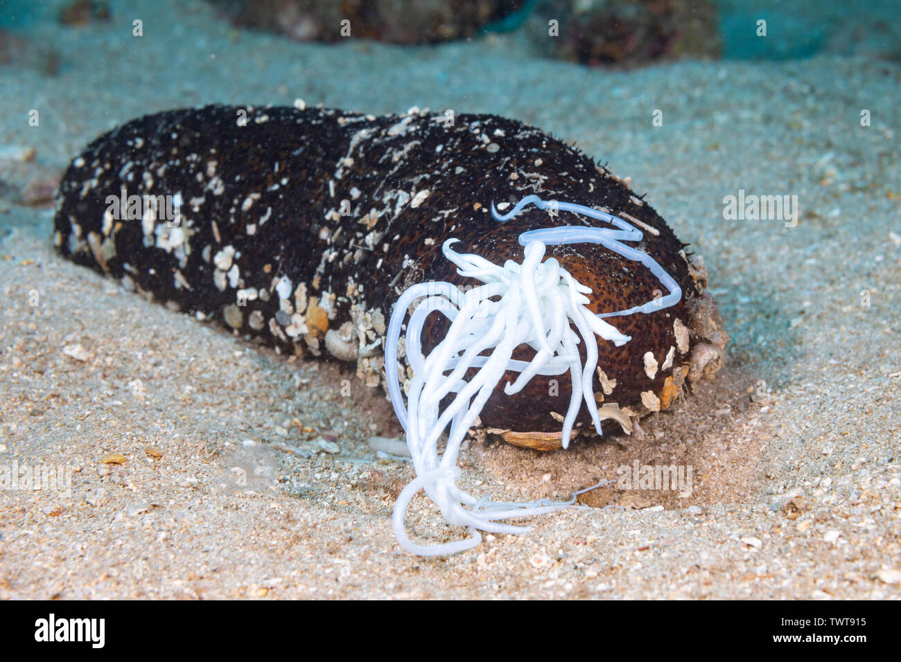 Questo cetriolo marittimo, Bohadschia paradoxa, ha espulso una parte di organi interni chiamati Cuvierian tubuli. Questi appiccicosa significativamente le stringhe sono un Foto Stock