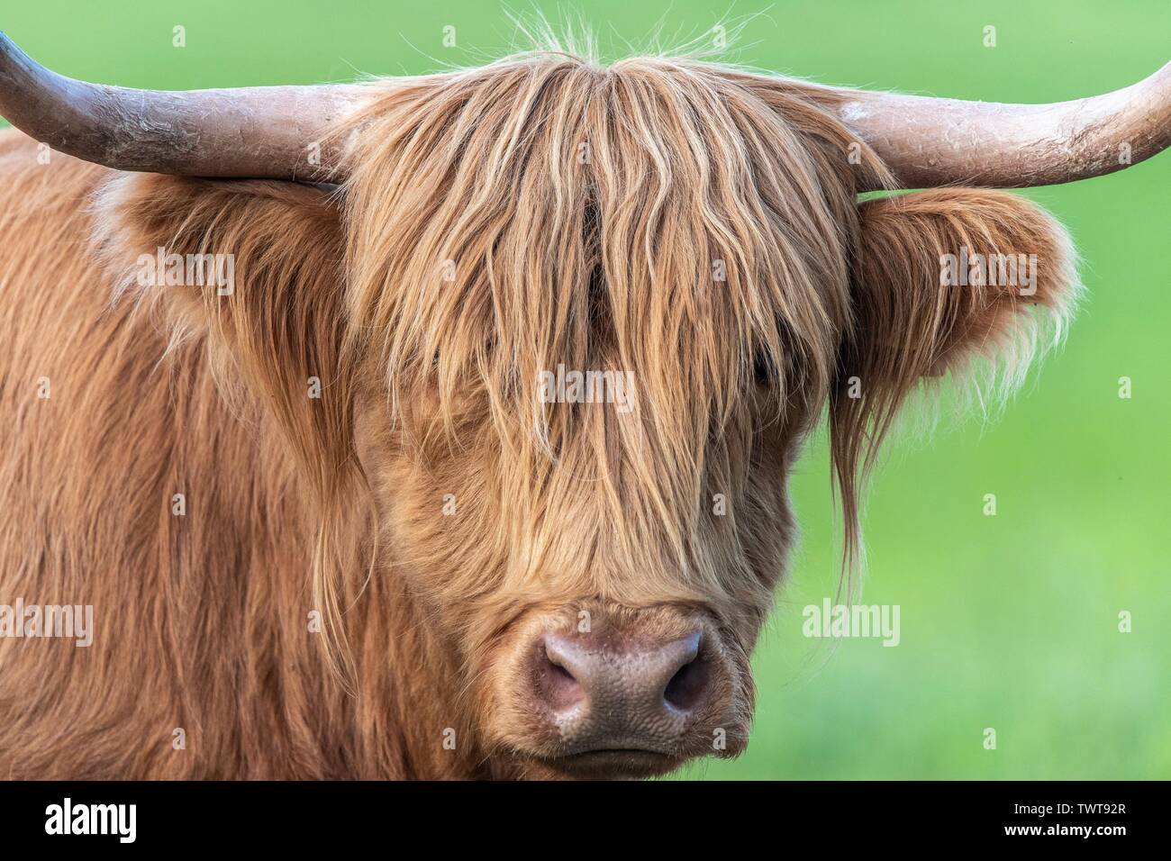 Un vicino la foto di una mucca Highland Foto Stock