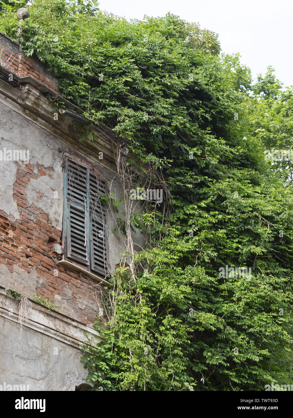 Facciata di una vecchia casa abbandonata: finestra con spogliato persiane di legno circondato da vegetazione Foto Stock