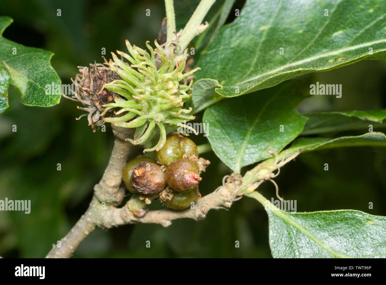 Galli sulla Turchia Oak Foto Stock