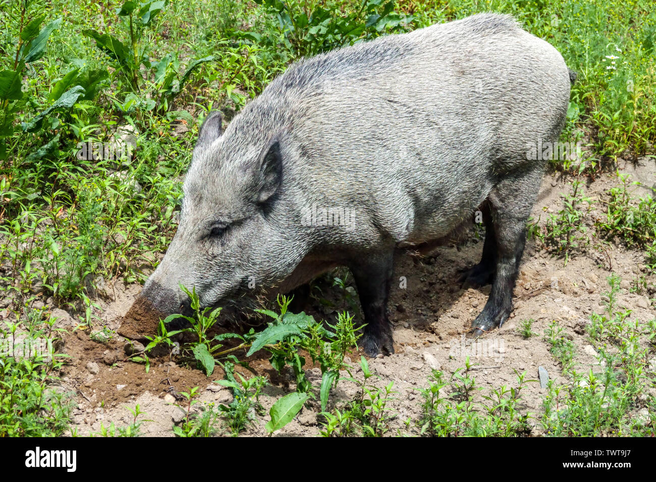 Cinghiale, Sus scrofa, scrofa ama scavare nel terreno Foto Stock