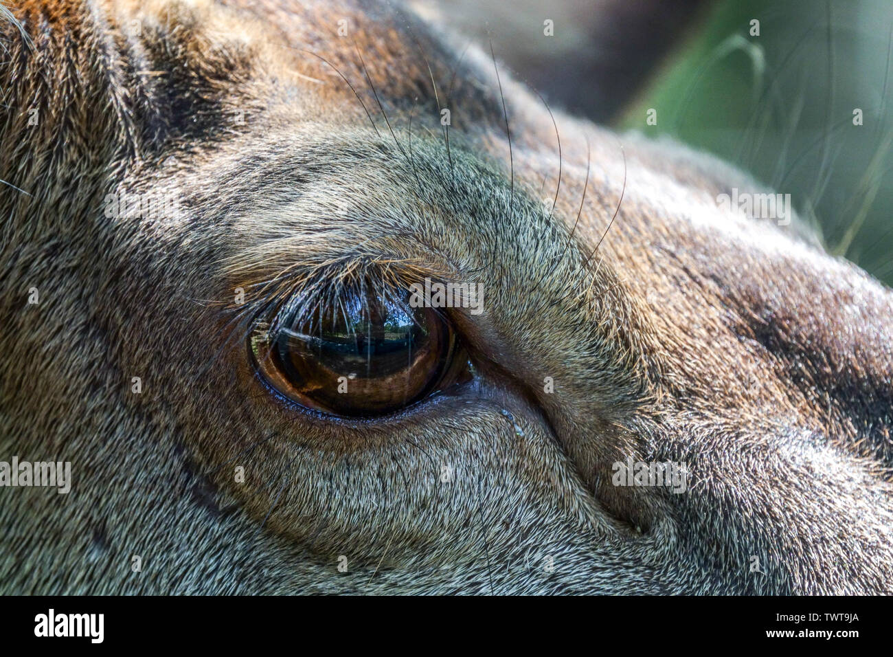 Close-up di Cervus elaphus cervo rosso occhio Foto Stock