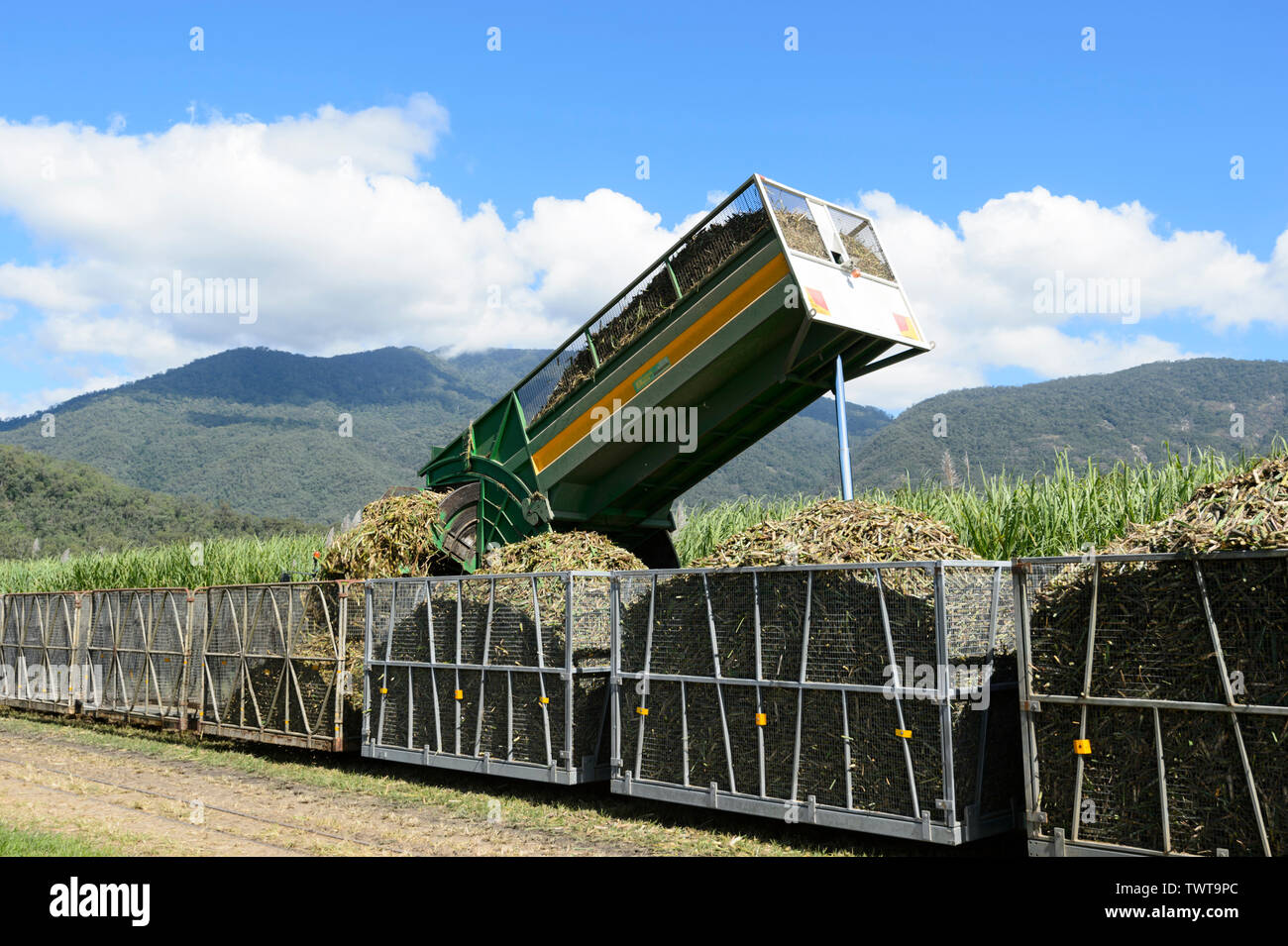 Il trattore il trasferimento del raccolto di canna da zucchero in contenitori, Cairns, estremo Nord Queensland, FNQ, QLD, Australia Foto Stock