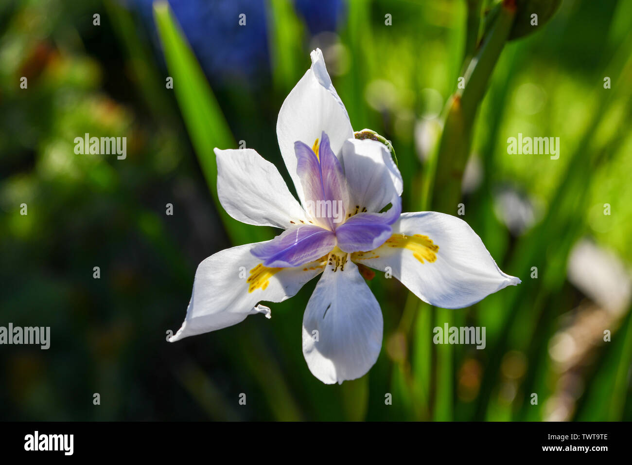 Iris fiore bianco da vicino, con porpora e giallo sulla giornata di sole Foto Stock