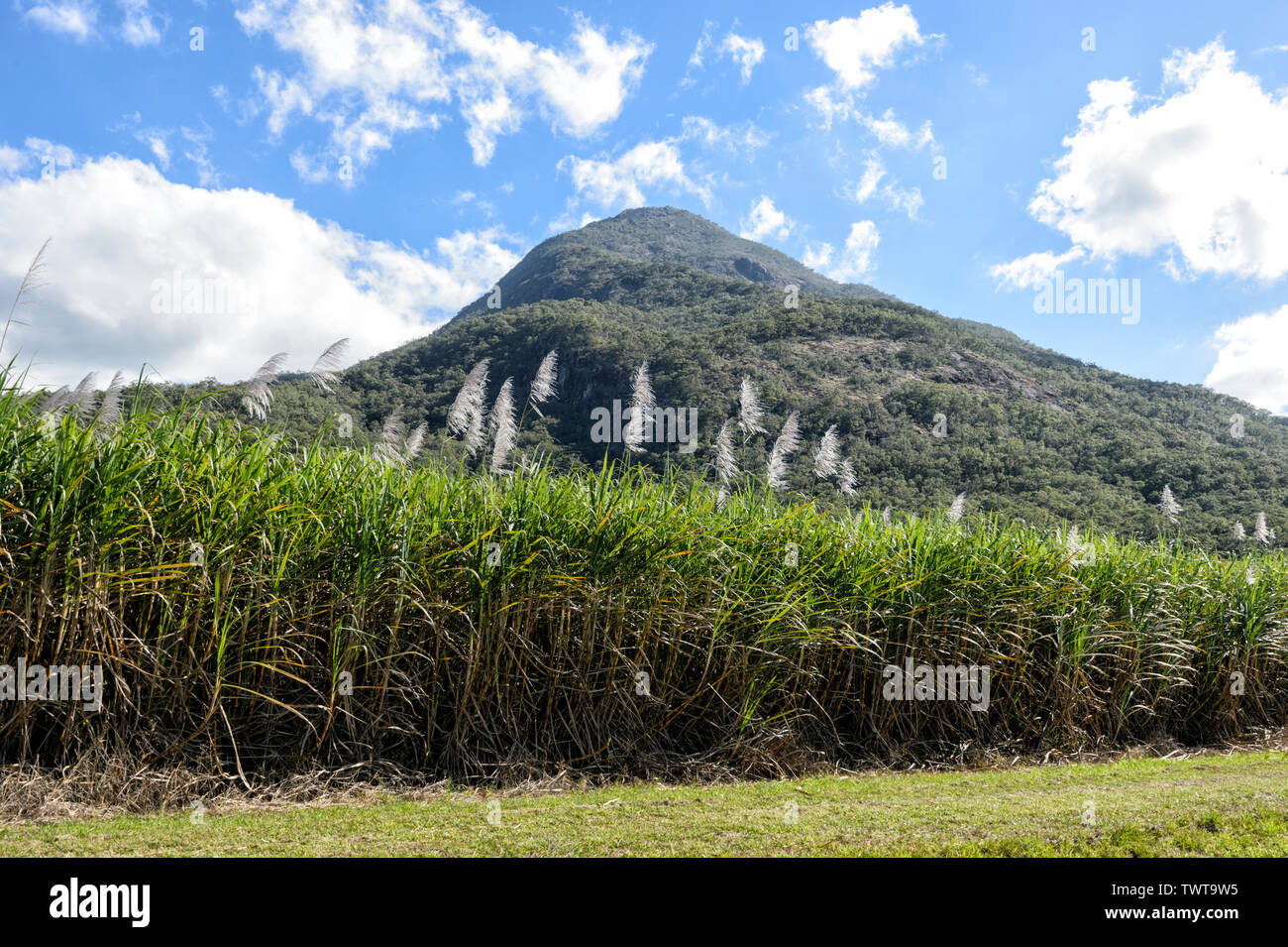 Un raccolto di canna da zucchero nella parte anteriore del Walsh's piramide, vicino a Cairns, estremo Nord Queensland, FNQ, QLD, Australia Foto Stock