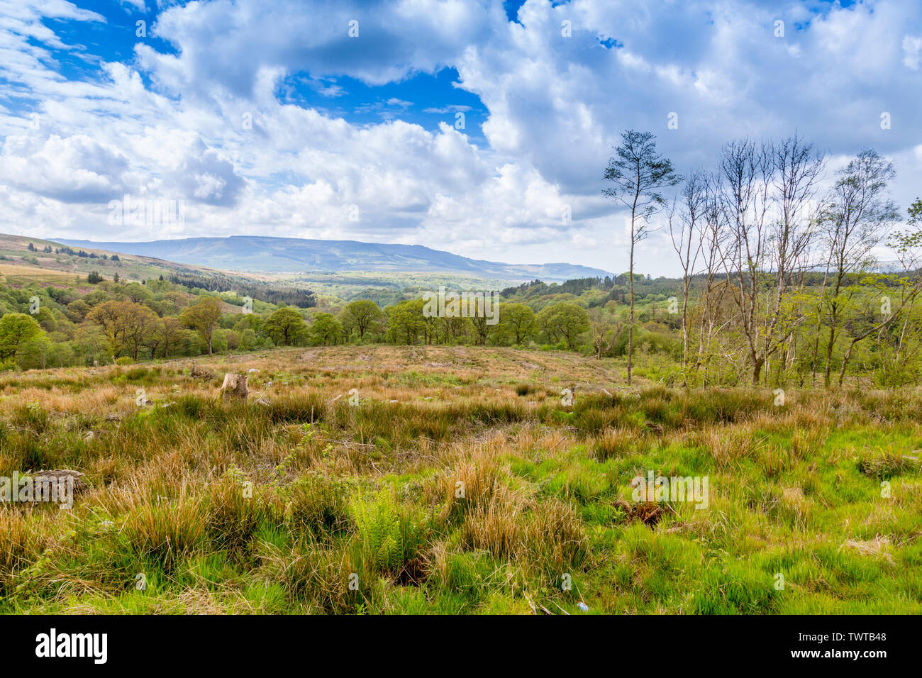 Vaste aree di bosco abbattuto dare viste distanti a valle di Neath sui quattro cascate A Piedi nel Parco Nazionale di Brecon Beacons, Powys, Wales, Regno Unito Foto Stock Vaste aree di bosco abbattuto dare viste distanti a valle di Neath sui quattro cascate A Piedi nel Parco Nazionale di Brecon Beacons, Powys, Wales, Regno Unito Foto Stock