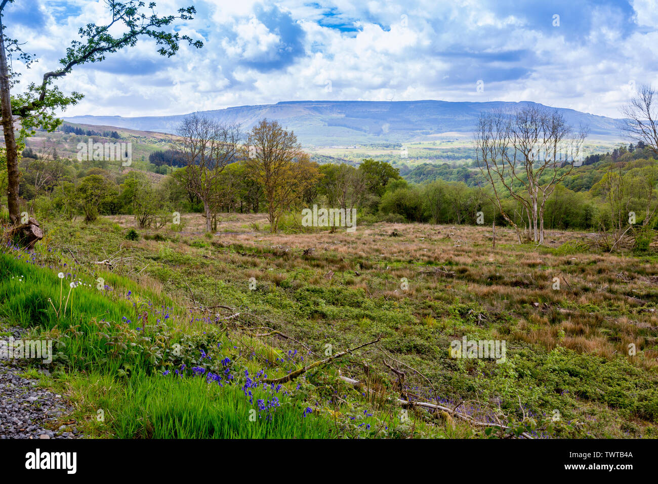 Vaste aree di bosco abbattuto dare viste distanti a valle di Neath sui quattro cascate A Piedi nel Parco Nazionale di Brecon Beacons, Powys, Wales, Regno Unito Foto Stock Vaste aree di bosco abbattuto dare viste distanti a valle di Neath sui quattro cascate A Piedi nel Parco Nazionale di Brecon Beacons, Powys, Wales, Regno Unito Foto Stock