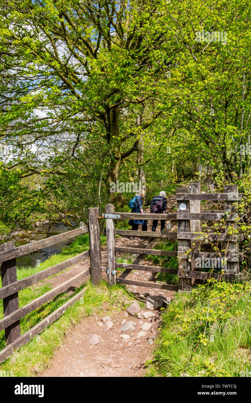 Percorso del bosco a fianco del Afon Mellte sui quattro cascate A Piedi nel Parco Nazionale di Brecon Beacons, Powys, Wales, Regno Unito Foto Stock