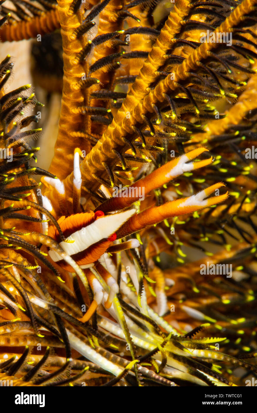Uno Squat lobster, Allogalathera elegans, su un adattamento di Crinoide, Comanthus bennetti, Yap, Stati Federati di Micronesia. Foto Stock