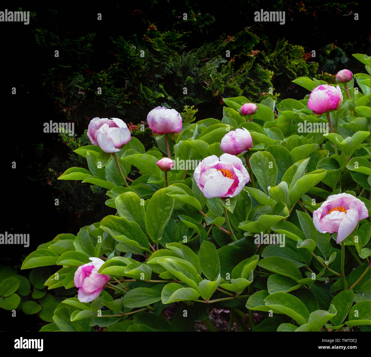 Le Peonie bush in splendida rosa-e-colore bianco. Foto Stock