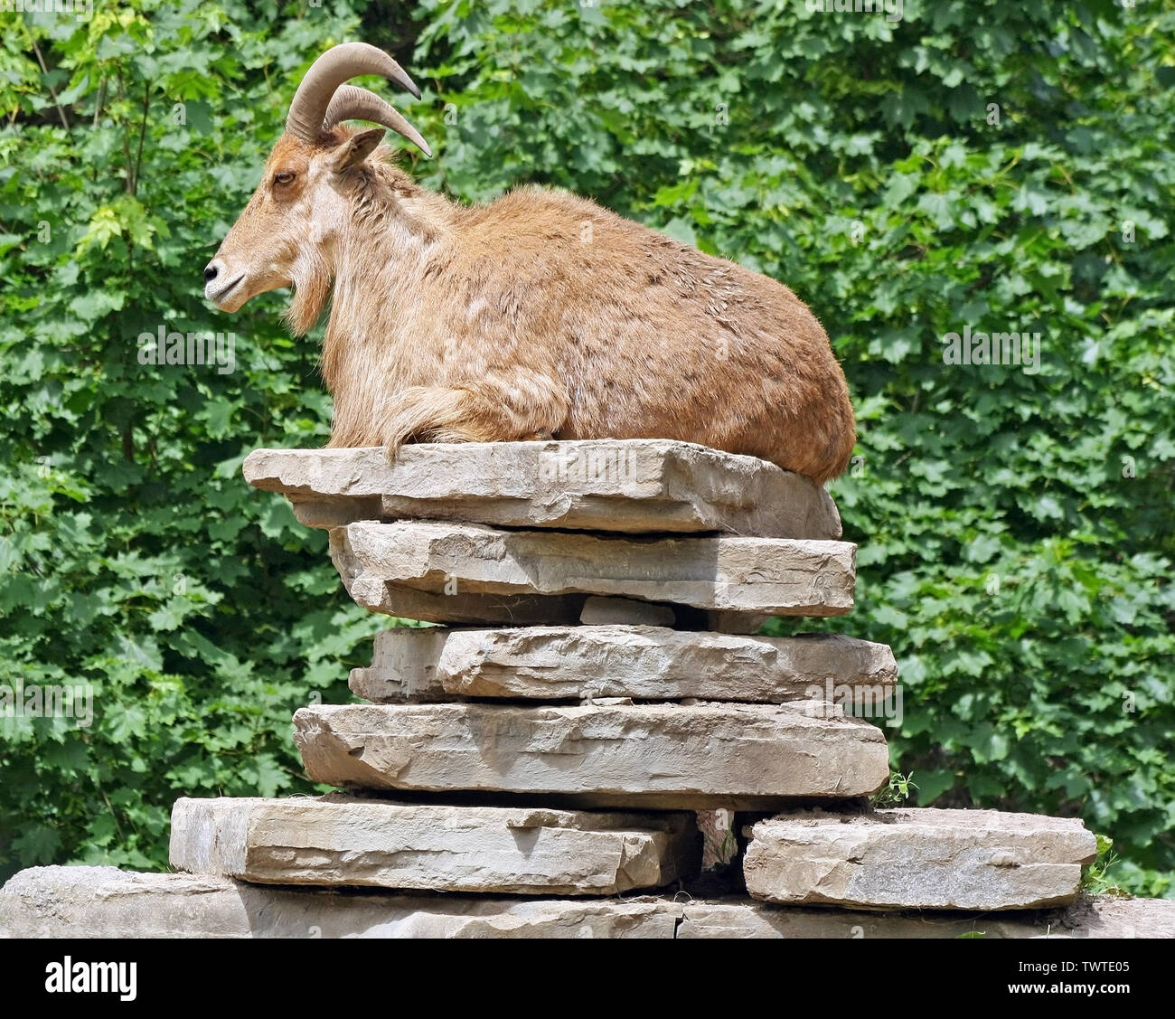 Una capra in appoggio su una pila di rocce piatte Foto Stock