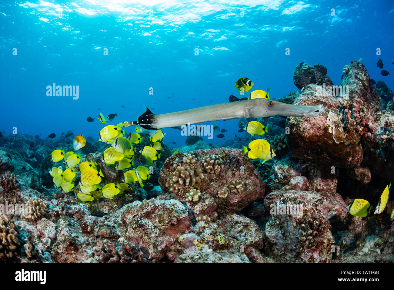 Una scena sulla barriera corallina con un trumpetfish, Aulostomus chinensis e la scolarizzazione milletseed butterflyfish, Chaetodon miliaris, Hawaii. Foto Stock